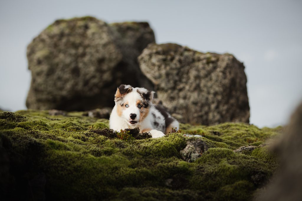 Úlfur – LINAIMAGES – Animal Photography Iceland