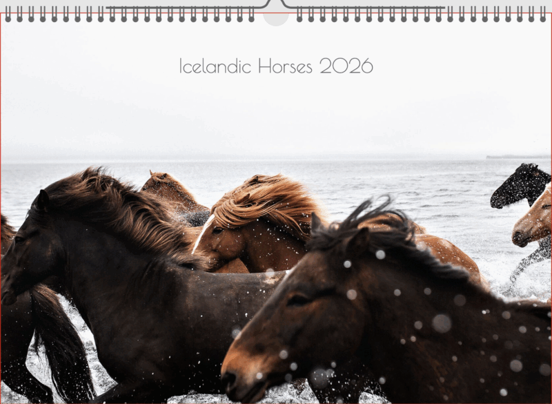 Calender "Icelandic Horses 2026" - Image 2