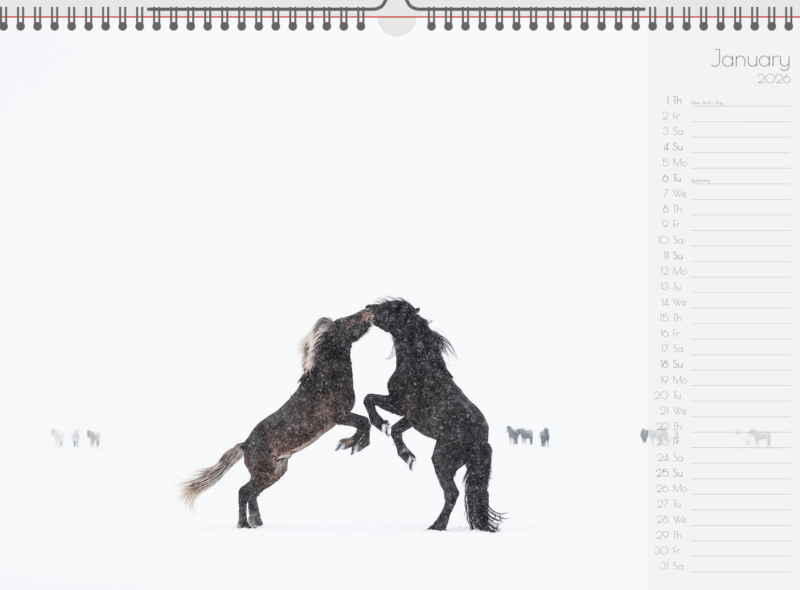 Calender "Icelandic Horses 2026" - Image 3