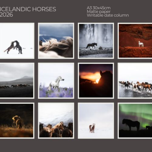 Calender "Icelandic Horses 2026"