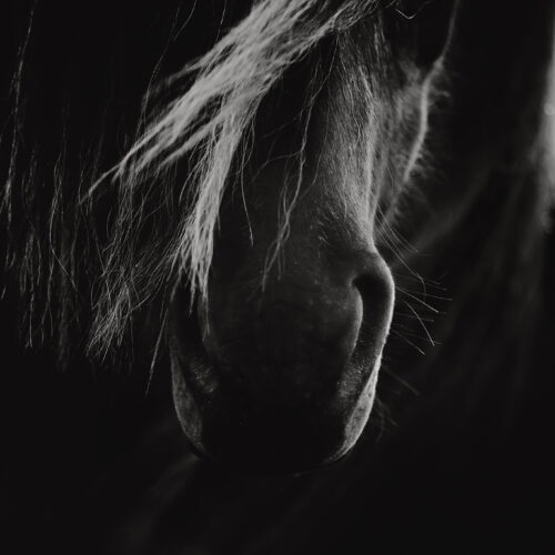 Fine Art Print "Fax"