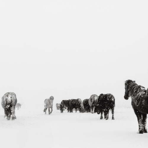 Fine Art Print `Spirits of the north V´