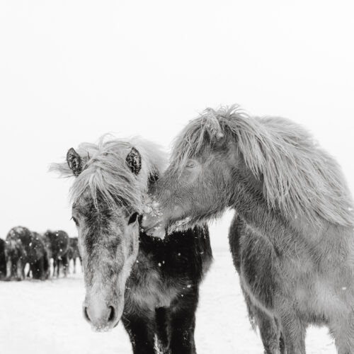 Fine Art Print `Spirits of the north I´