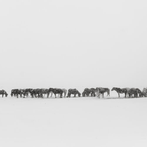 Fine Art Print `Spirits of the north II´