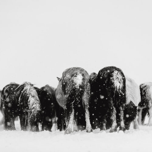 Fine Art Print `Spirits of the north III´