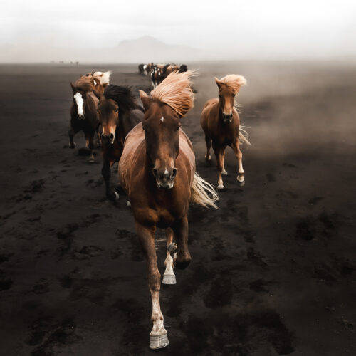 Fine Art Print "Horses of Hekla"