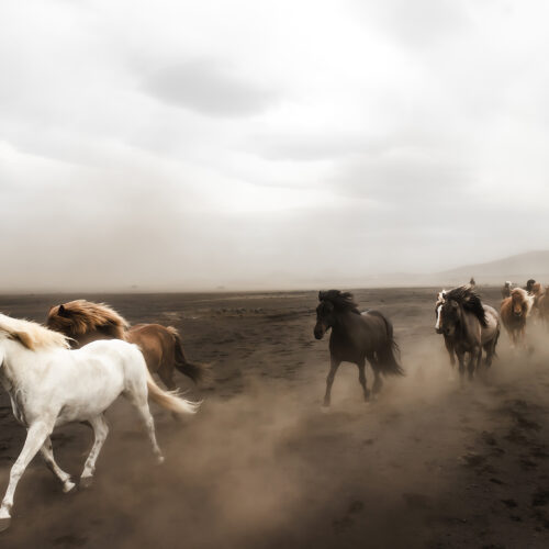 Fine Art Print "Horses of HeklaII"